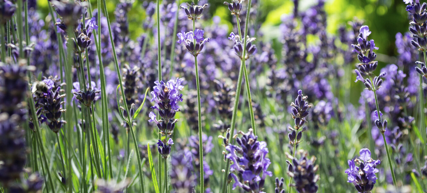 Farfalle lavanda